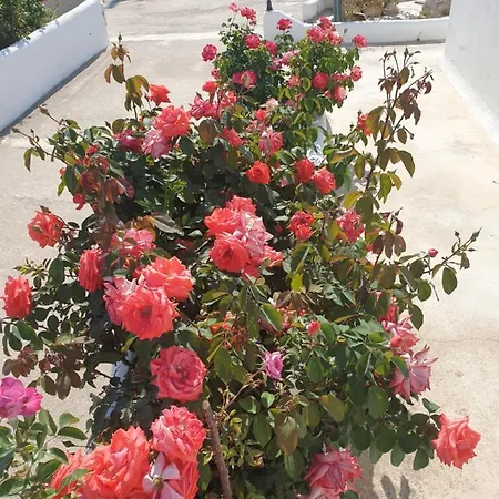 Alice Maisonette & 阿达玛斯