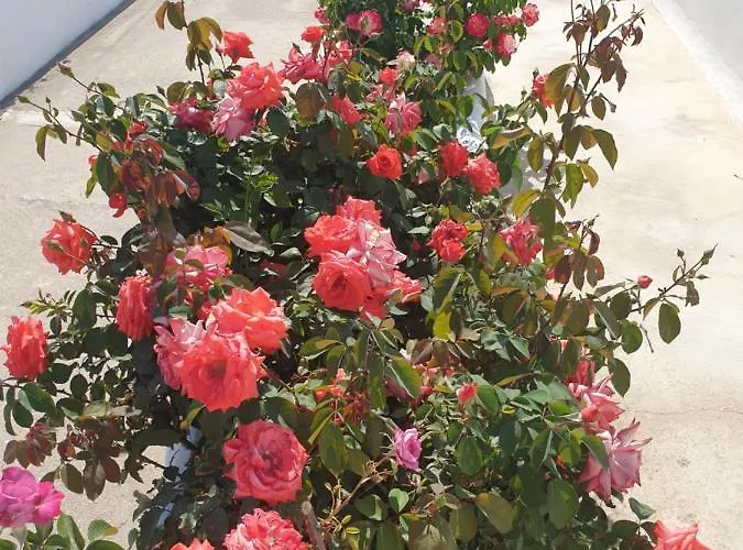 Alice Maisonette & Adamantas (Milos)